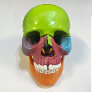 1/2 Life Colored Size Skull  PNT-01159