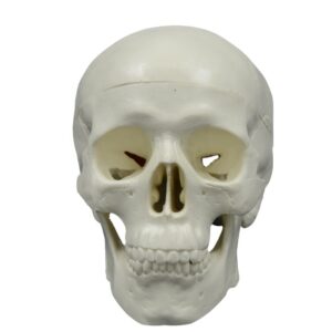 Mini Skull Model PNT-0105-1