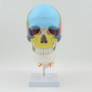 Colored Skull With CV PNT-0154C