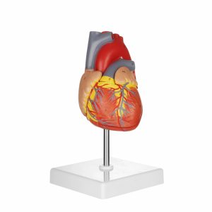 Heart model